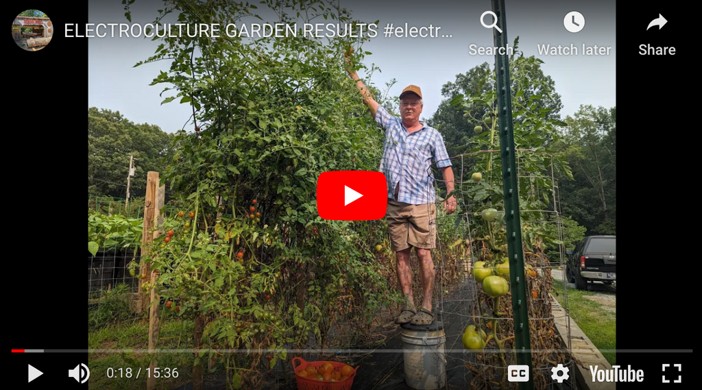 Electroculture Secrets of a Bountiful Harvest: Unveiling Our Tomato Garden Magic!