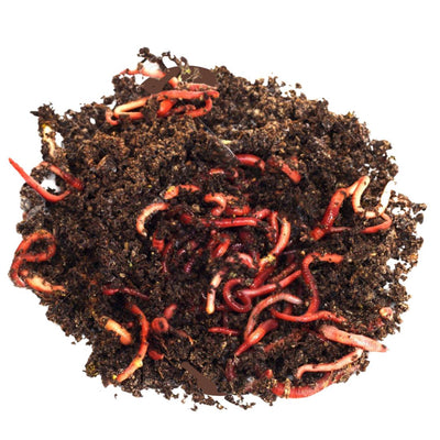 Red Wigglers - Composting Red Worms for Sale (make worm castings)