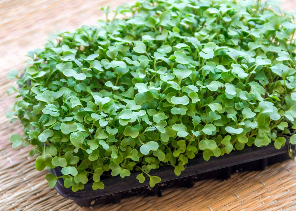 😲 Electroculture Unleashed: A Breakthrough Study Reveals the Secret to Bountiful Microgreens