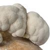 SHROOMBAG MUSHROOM GROW KIT