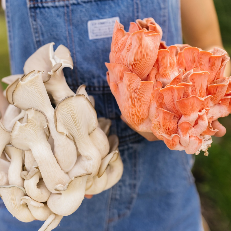 SHROOMBAG MUSHROOM GROW KIT