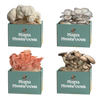 SHROOMBAG MUSHROOM GROW KIT
