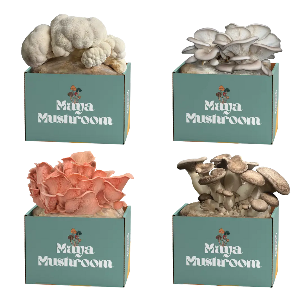 SHROOMBAG MUSHROOM GROW KIT