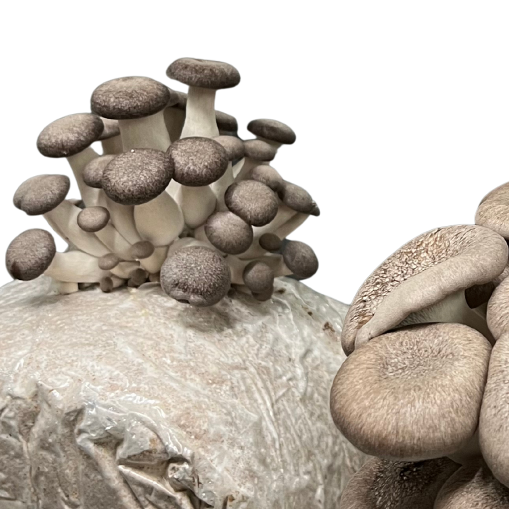 SHROOMBAG MUSHROOM GROW KIT