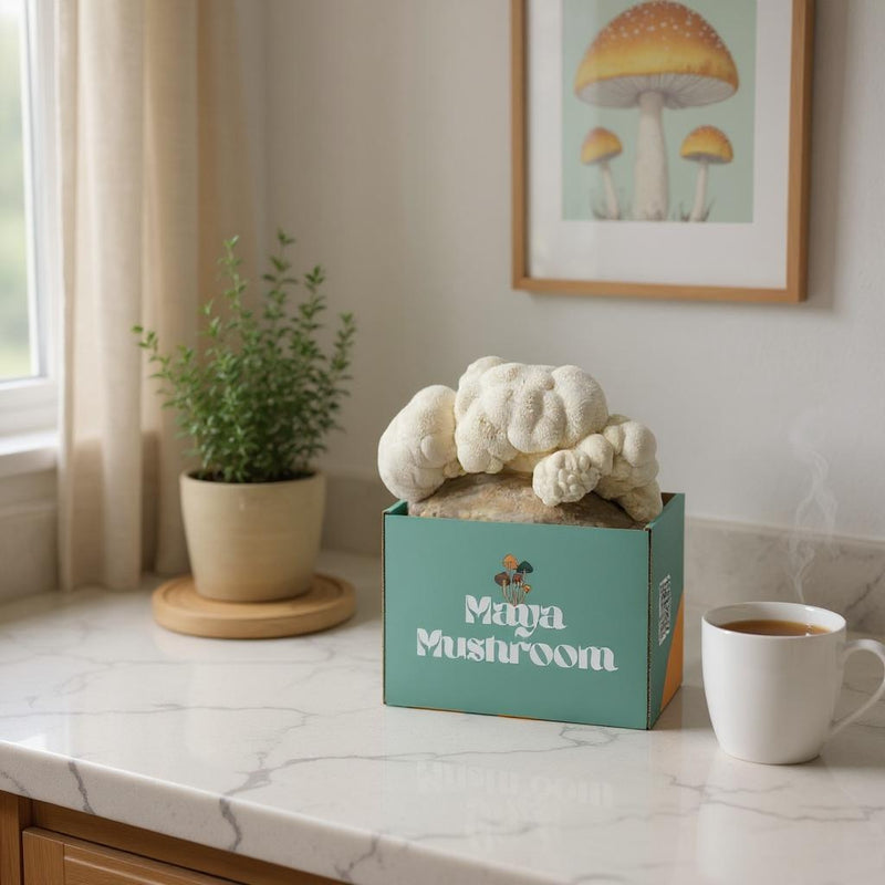 SHROOMBAG MUSHROOM GROW KIT