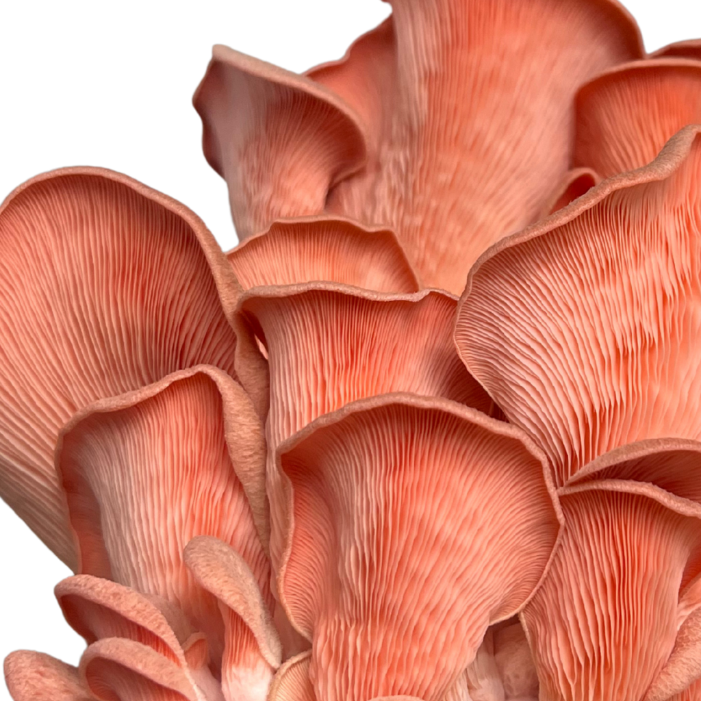 SHROOMBAG MUSHROOM GROW KIT