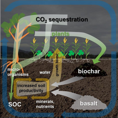 Activated Biochar Soil Amendment