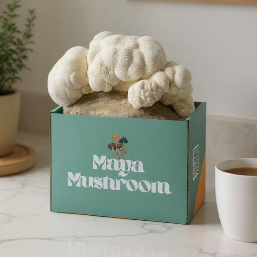 ShroomBag Mushroom Grow Kit - Gourmet Mushrooms at Home