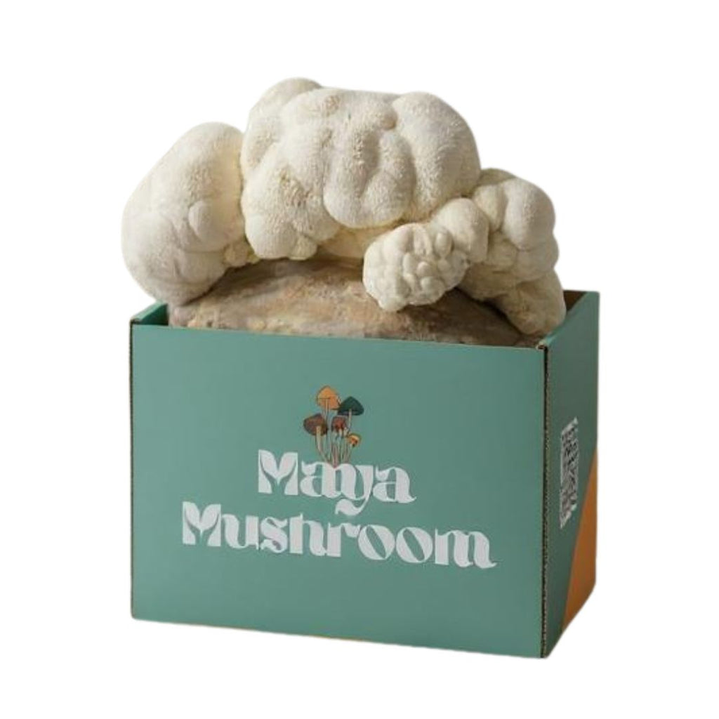 ShroomBag Mushroom Grow Kit - Gourmet Mushrooms at Home