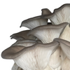 SHROOMBAG MUSHROOM GROW KIT